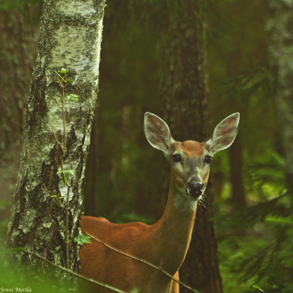 Valokuvaaja: Jenni Merilä