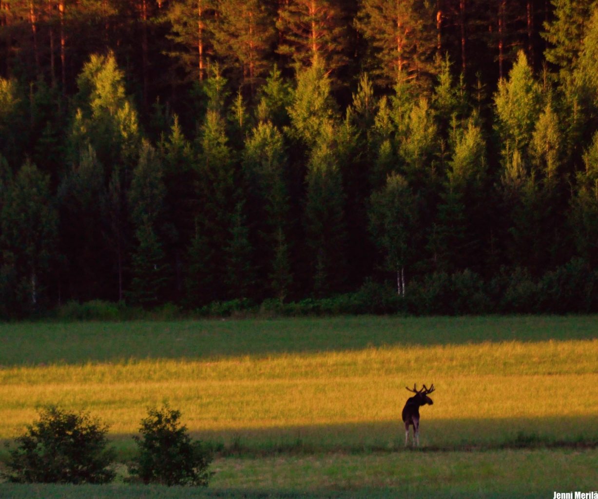 Valokuvaaja: Jenni Merilä