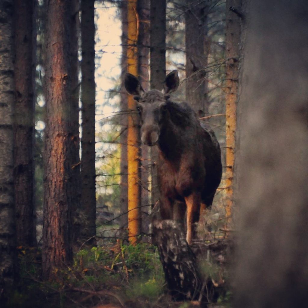 Valokuvaaja: Jenni Merilä