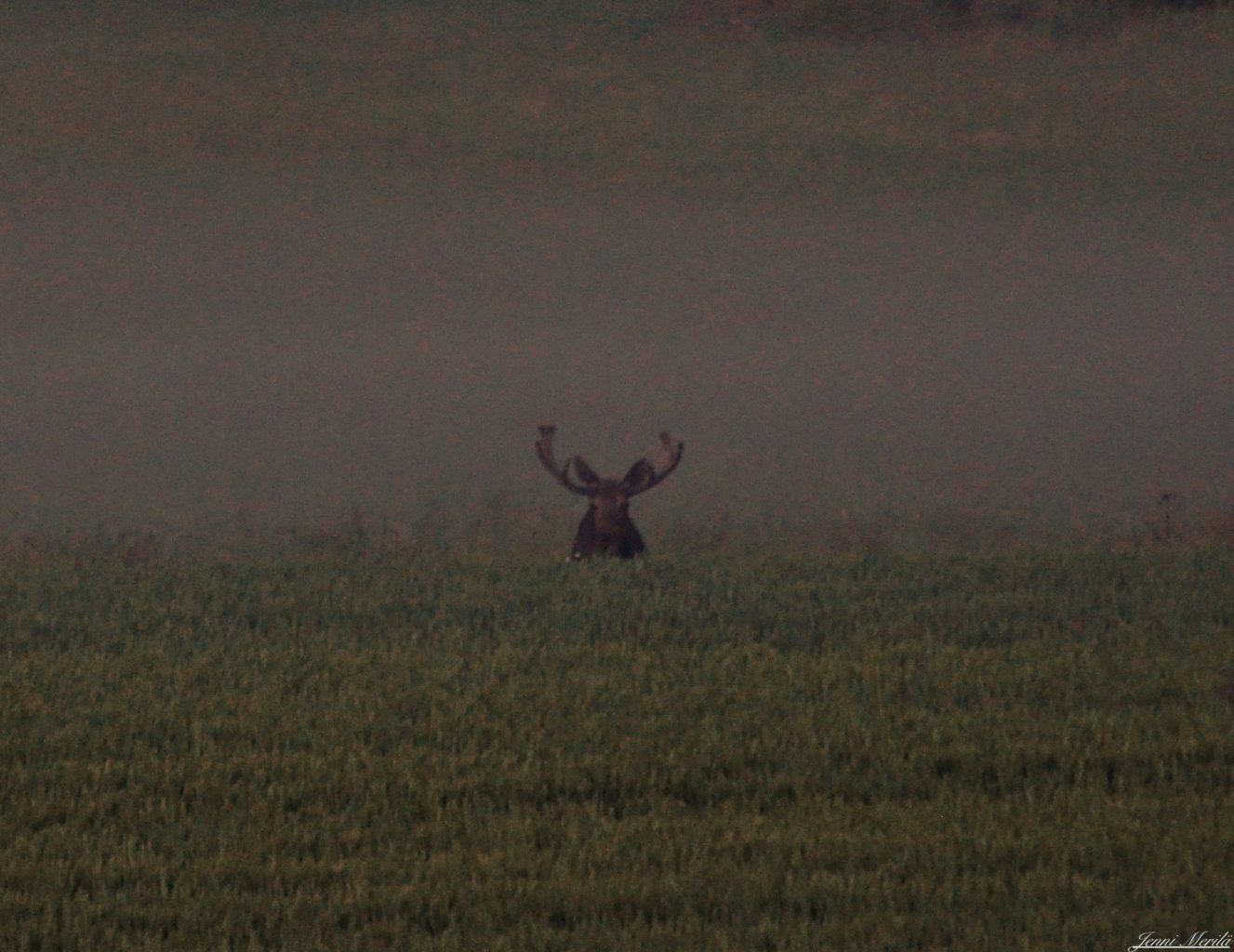 Valokuvaaja: Jenni Merilä