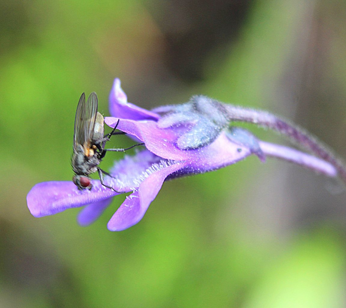 Valokuvaaja: Irja Lehtinen