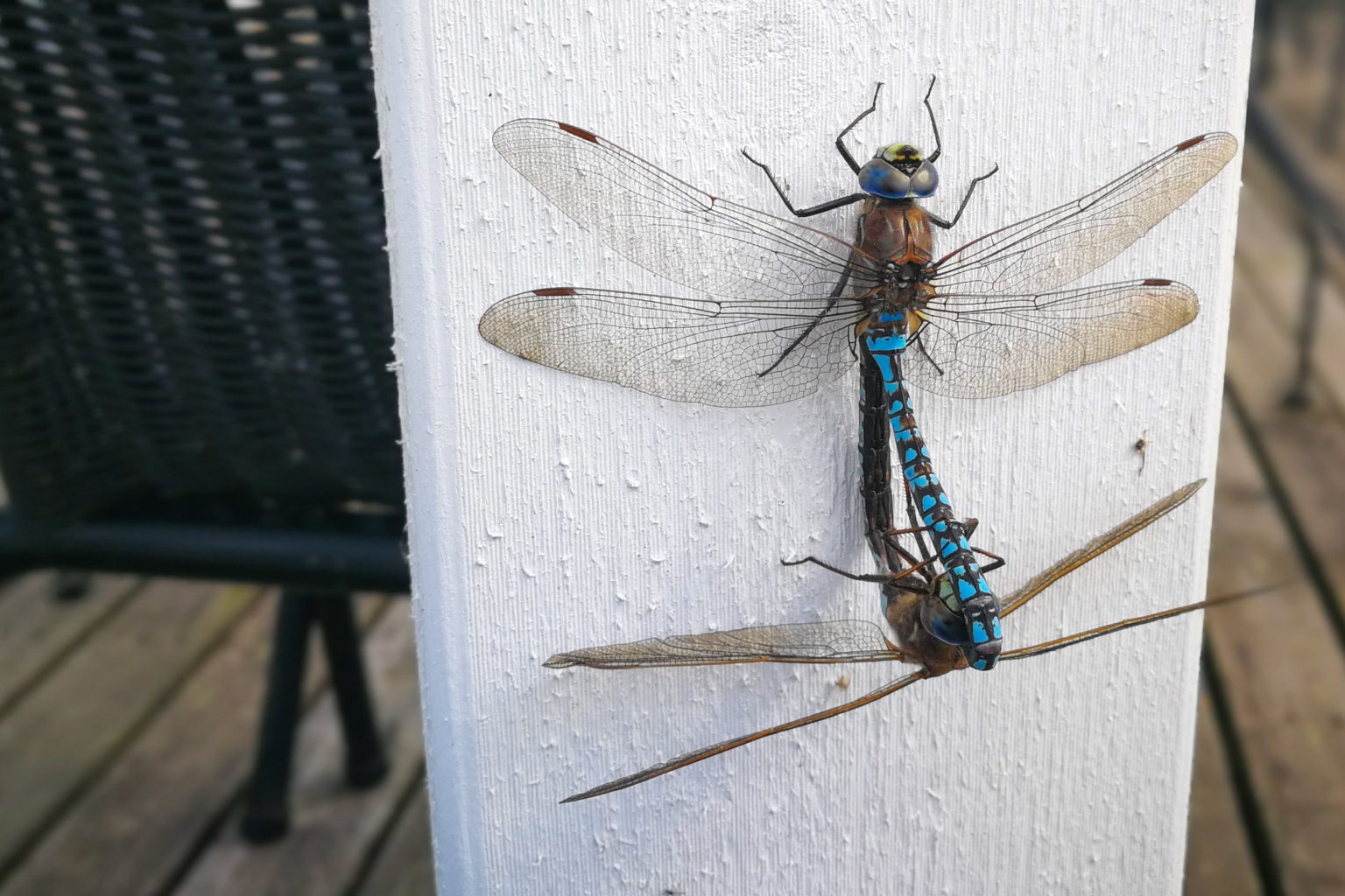 Valokuvaaja: Simon Wylie Valokuvaaja: Simon Wylie