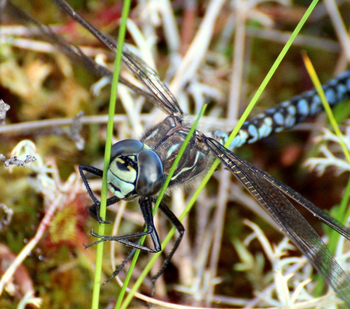 Valokuvaaja: Irja lehtinen