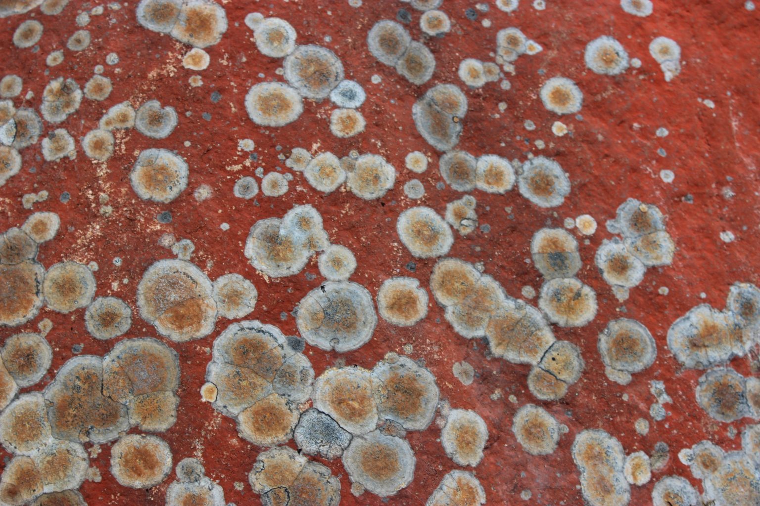 Valokuvaaja: Irja Lehtinen