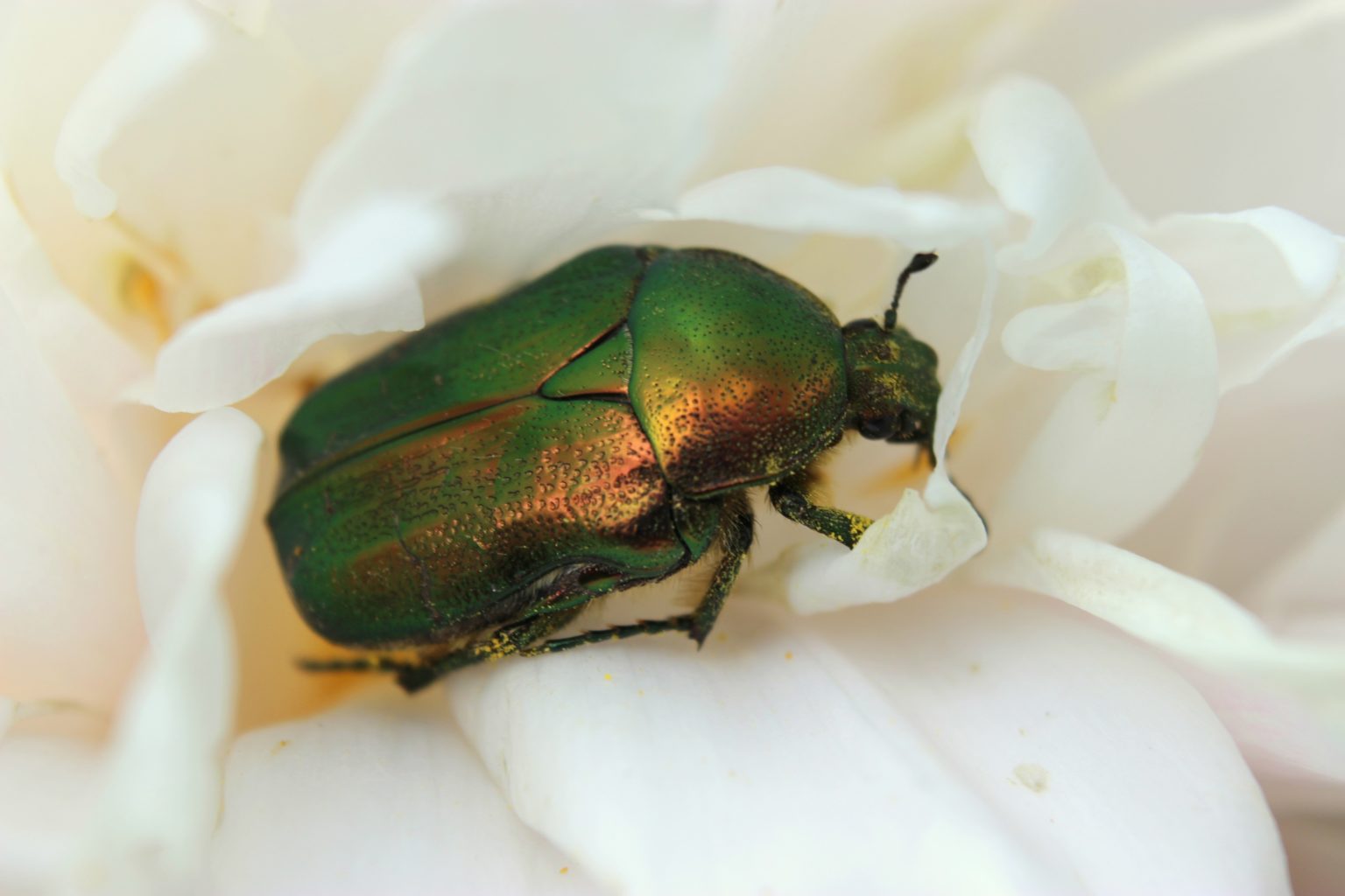 Valokuvaaja: Irja Lehtinen Valokuvaaja: Irja Lehtinen