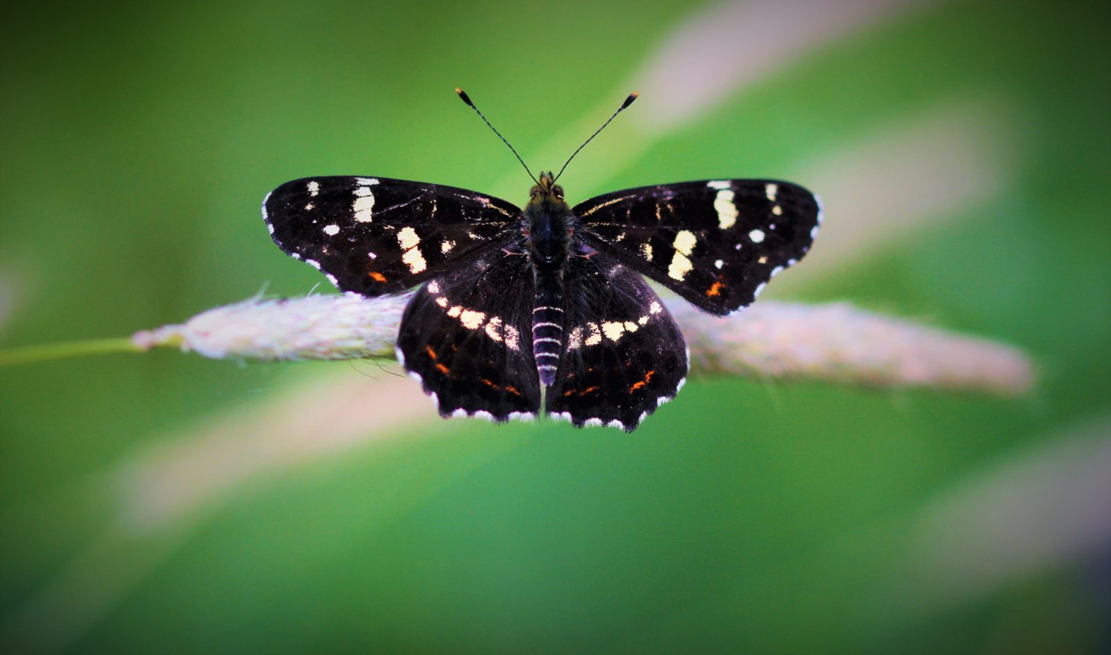 Valokuvaaja: Teija Vänttinen Valokuvaaja: Teija Vänttinen