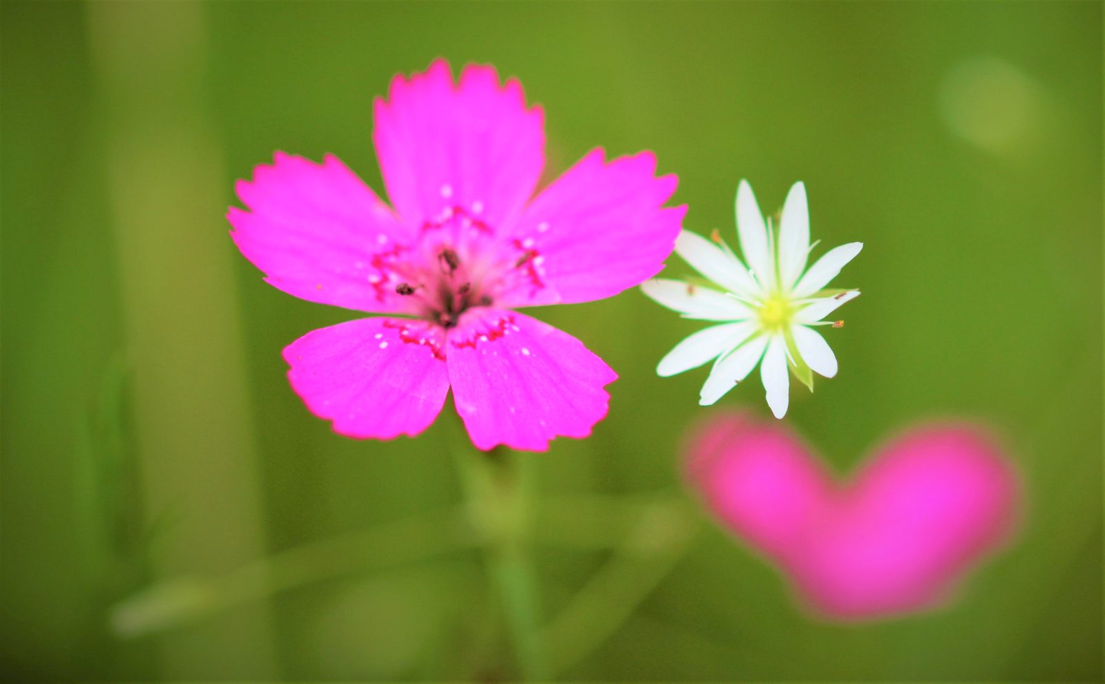 Valokuvaaja: Teija Vänttinen