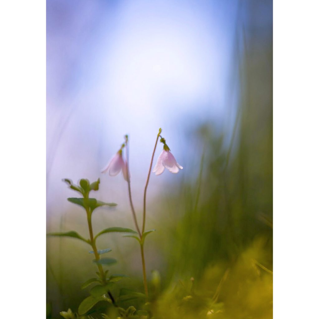 Valokuvaaja: Anne Patana