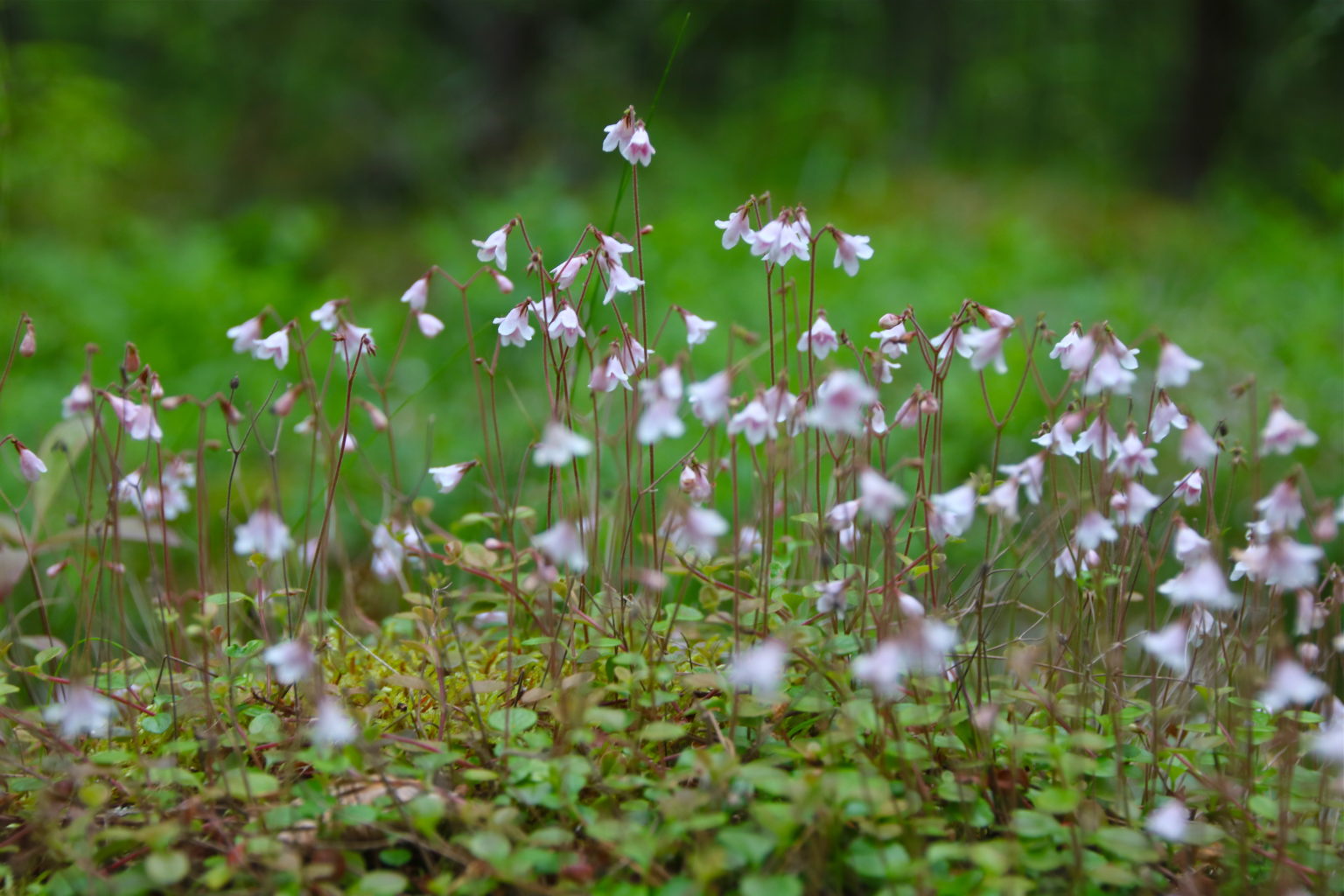 Valokuvaaja: Pirjo Kallio Valokuvaaja: Pirjo Kallio