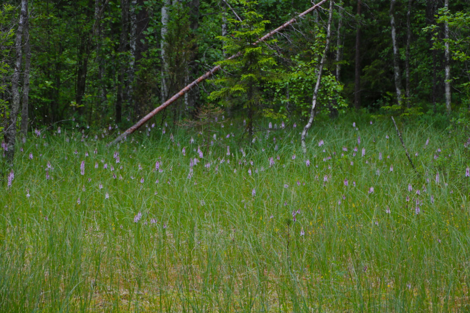Valokuvaaja: Pirjo Kallio