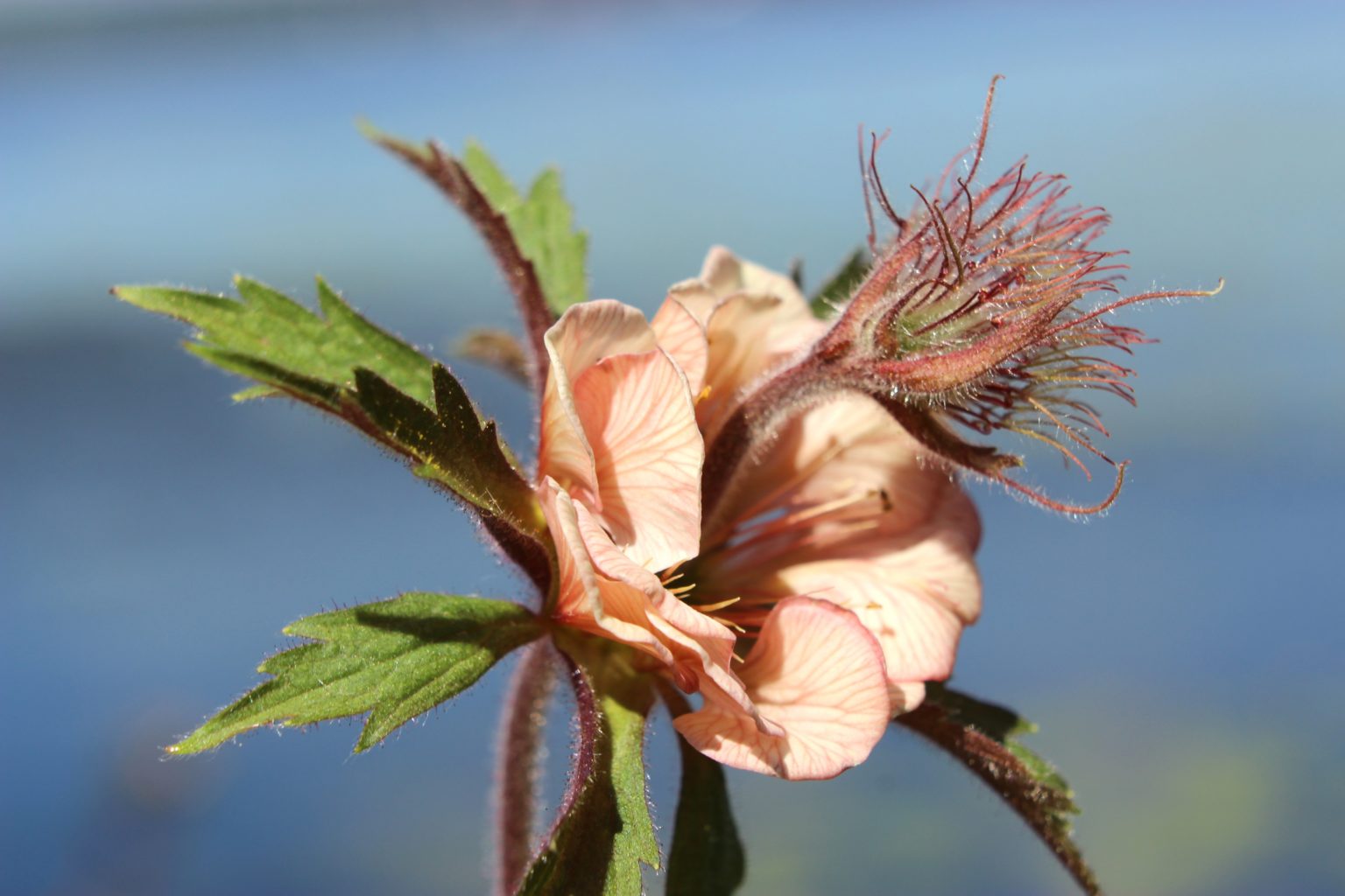Valokuvaaja: Irja lehtinen Valokuvaaja: Irja lehtinen