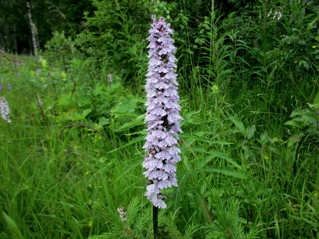 Valokuvaaja: Tiina Rautava Valokuvaaja: Tiina Rautava