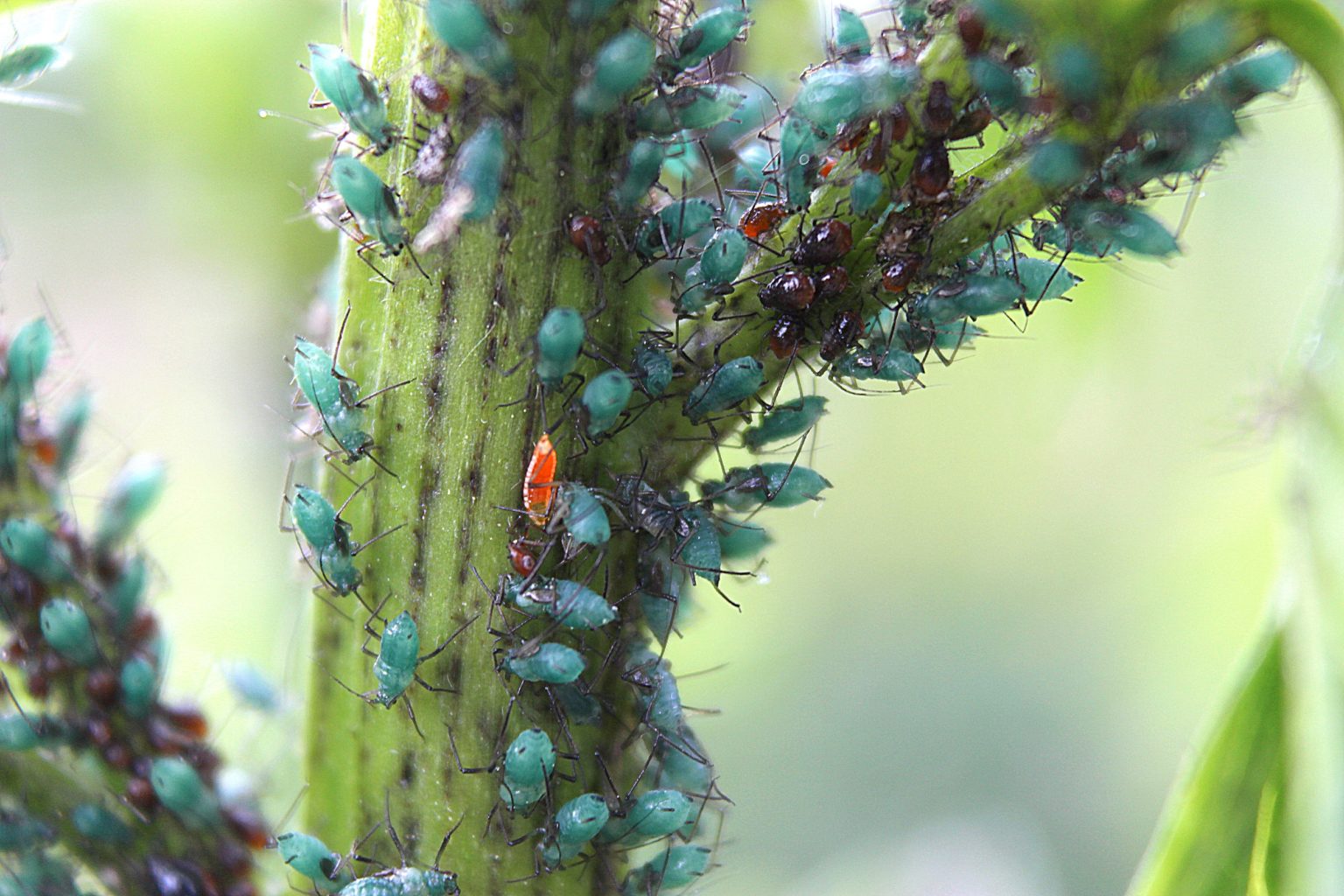 Valokuvaaja: Irja lehtinen