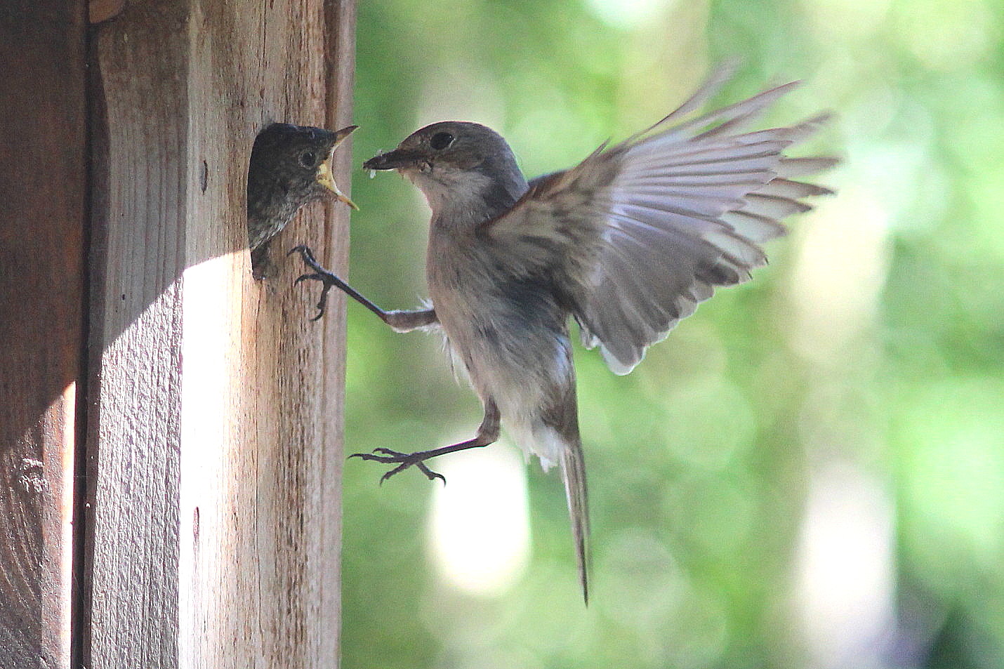 Valokuvaaja: Kirsti Kuronen Valokuvaaja: Kirsti Kuronen