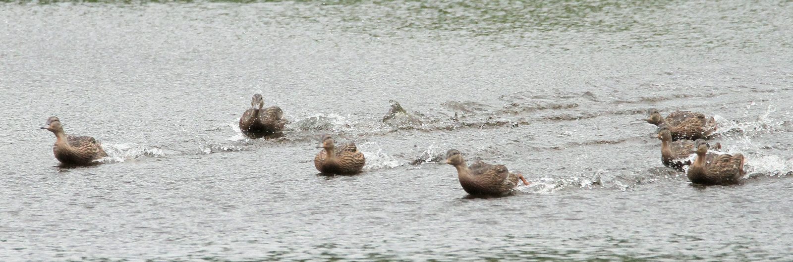 Valokuvaaja: Päivi Punta