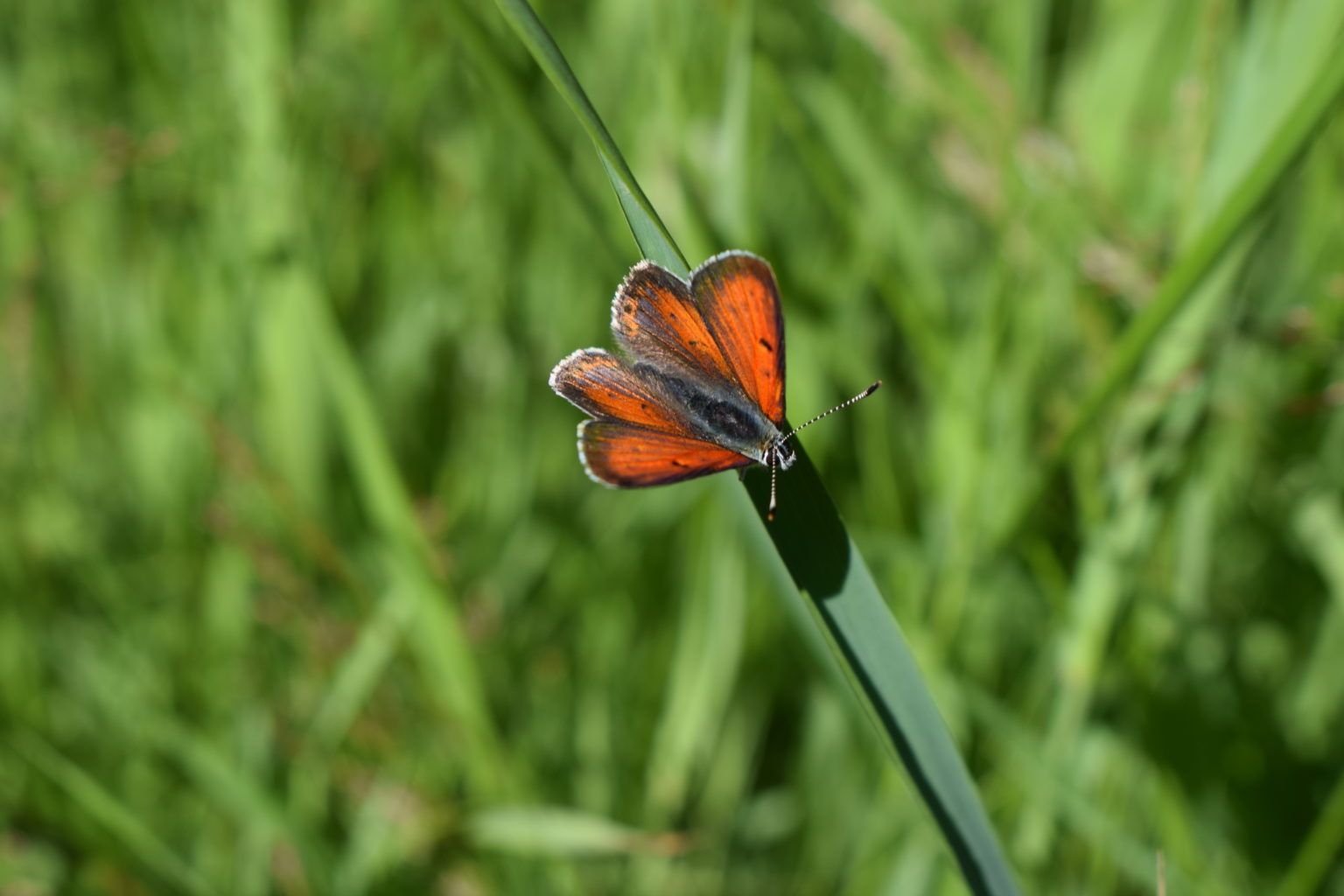 Valokuvaaja: Eila Ylönen