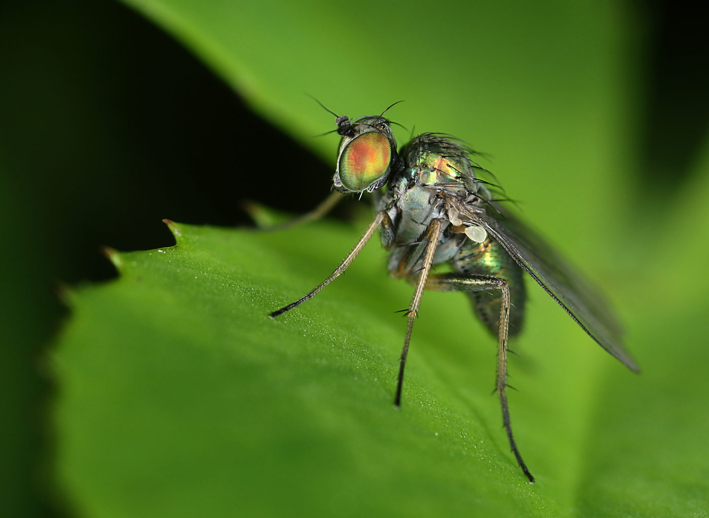 Valokuvaaja: Tarja Porkkala