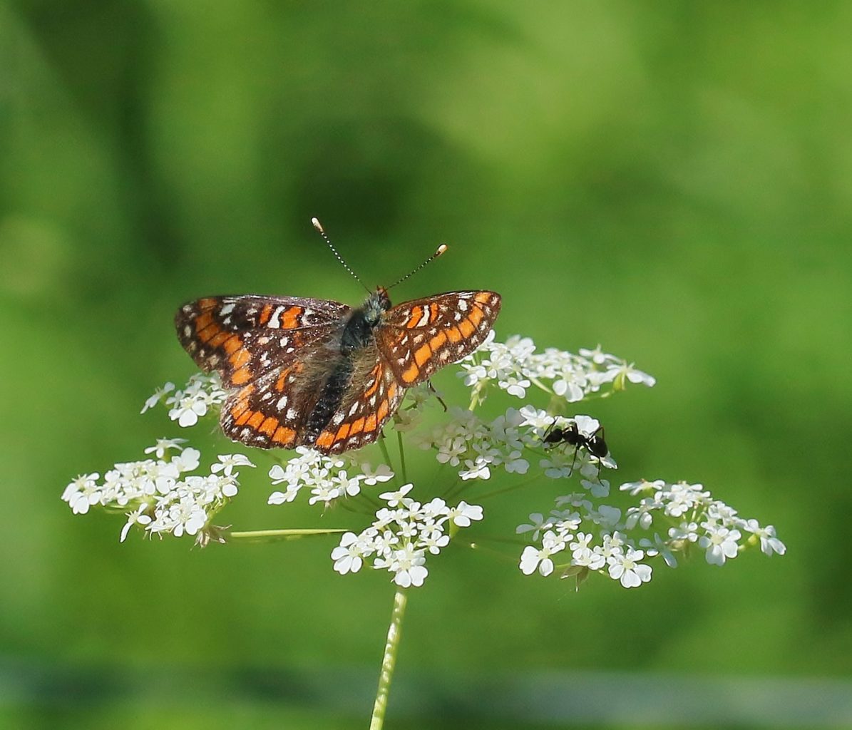 Valokuvaaja: Tuula Pirnes