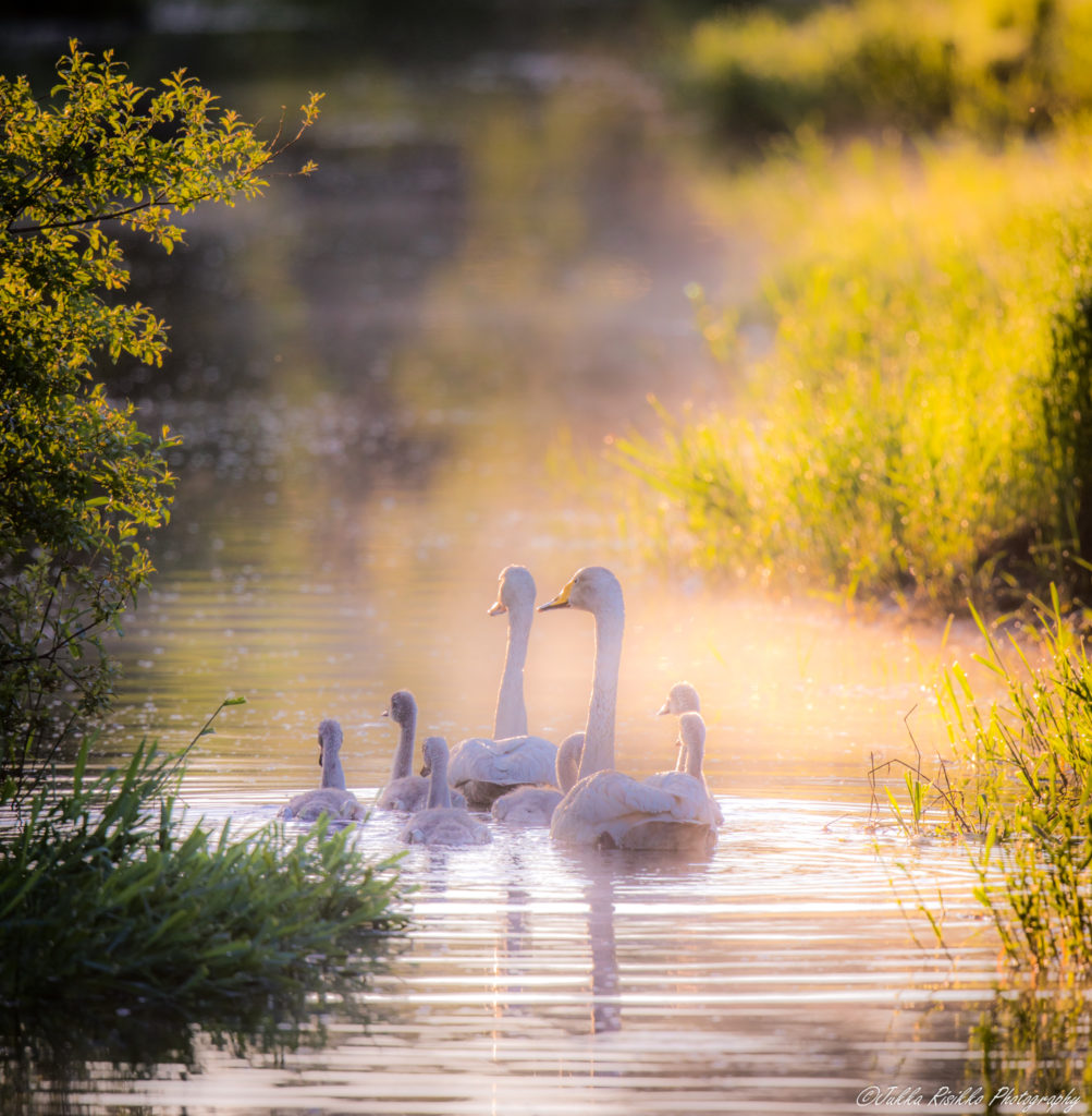 Valokuvaaja: Jukka Risikko