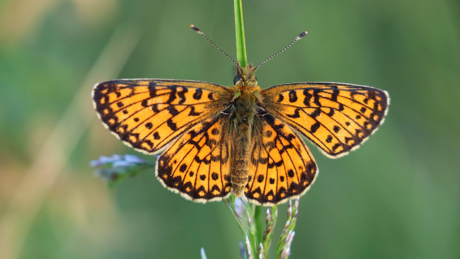 Valokuvaaja: TOMMI KUJALA