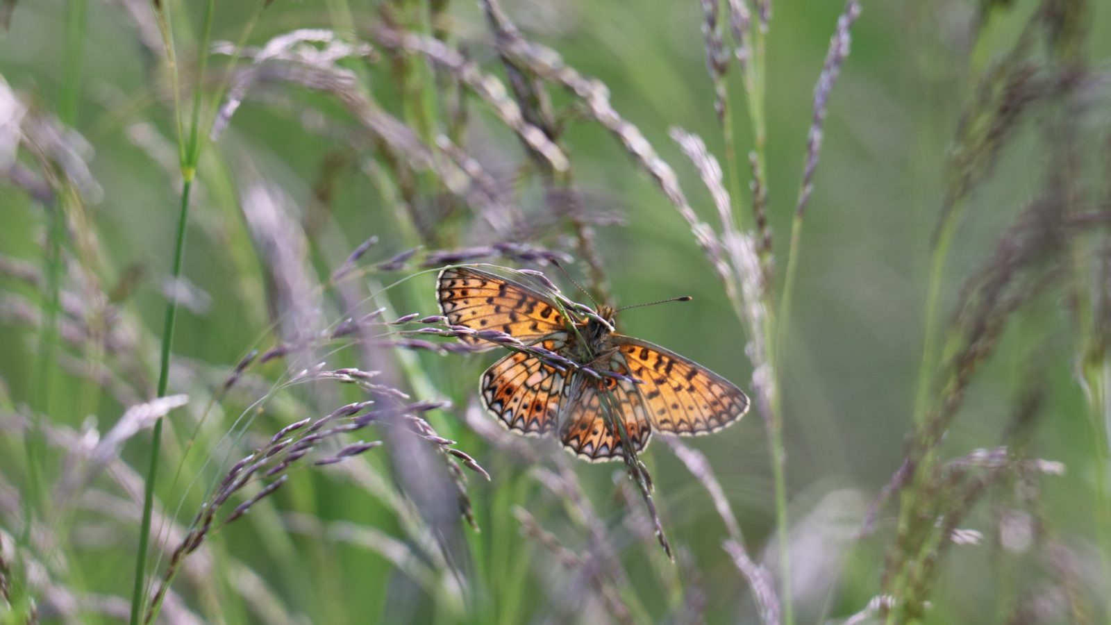 Valokuvaaja: TOMMI KUJALA