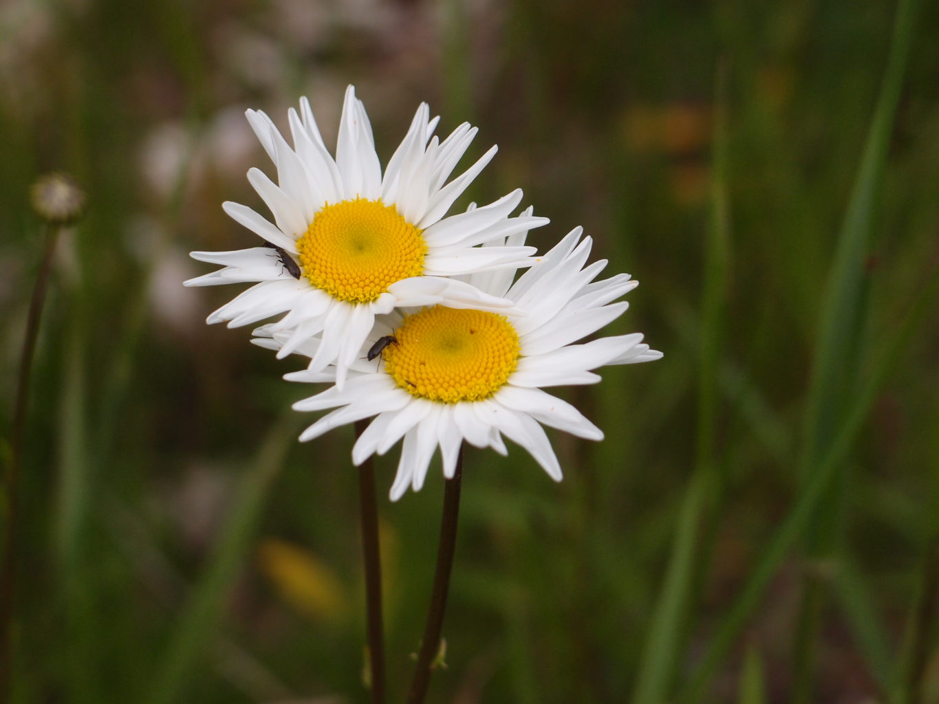 Valokuvaaja: Risto Kangassalo