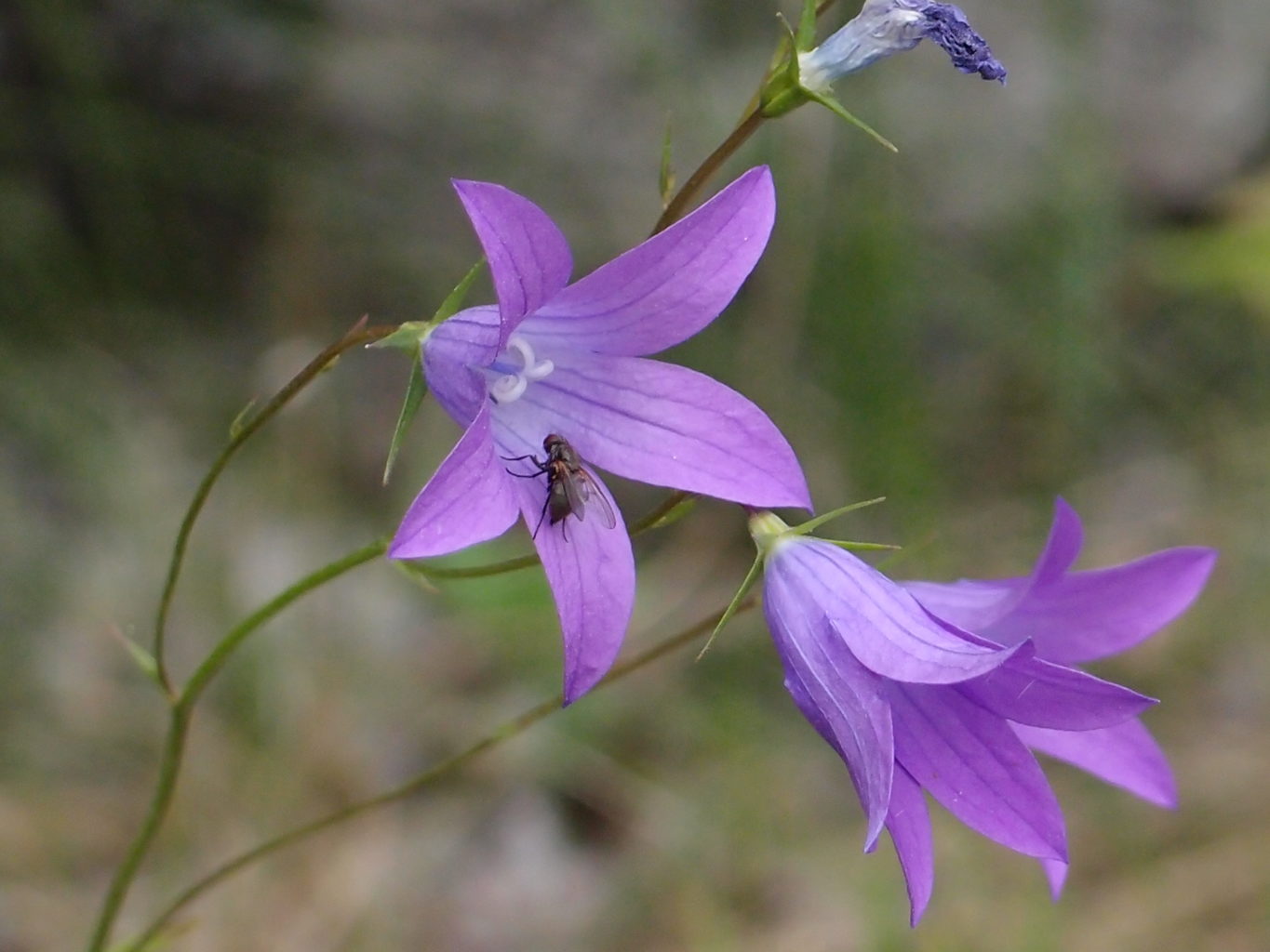 Valokuvaaja: Risto Kangassalo Valokuvaaja: Risto Kangassalo