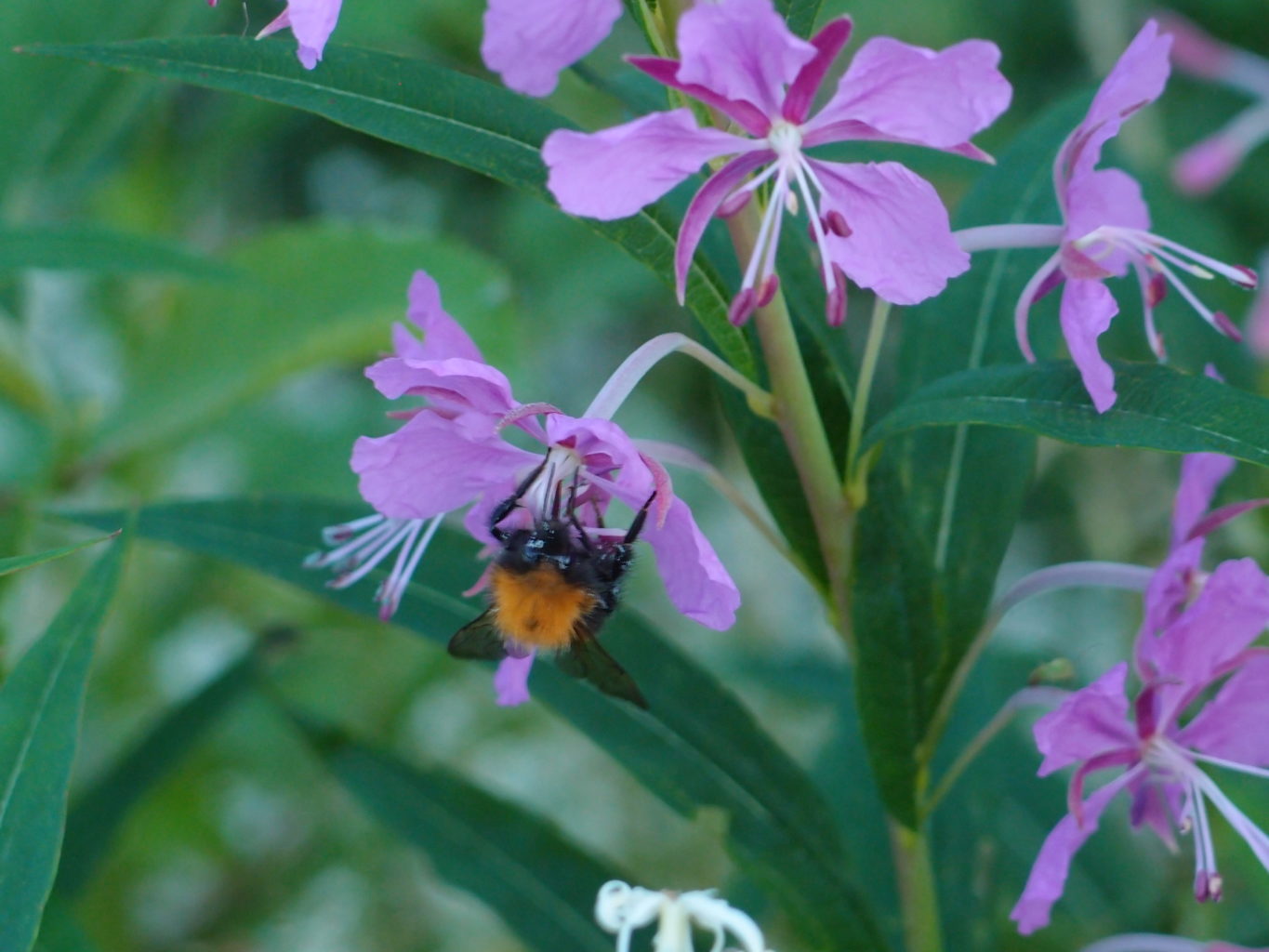 Valokuvaaja: Risto Kangassalo
