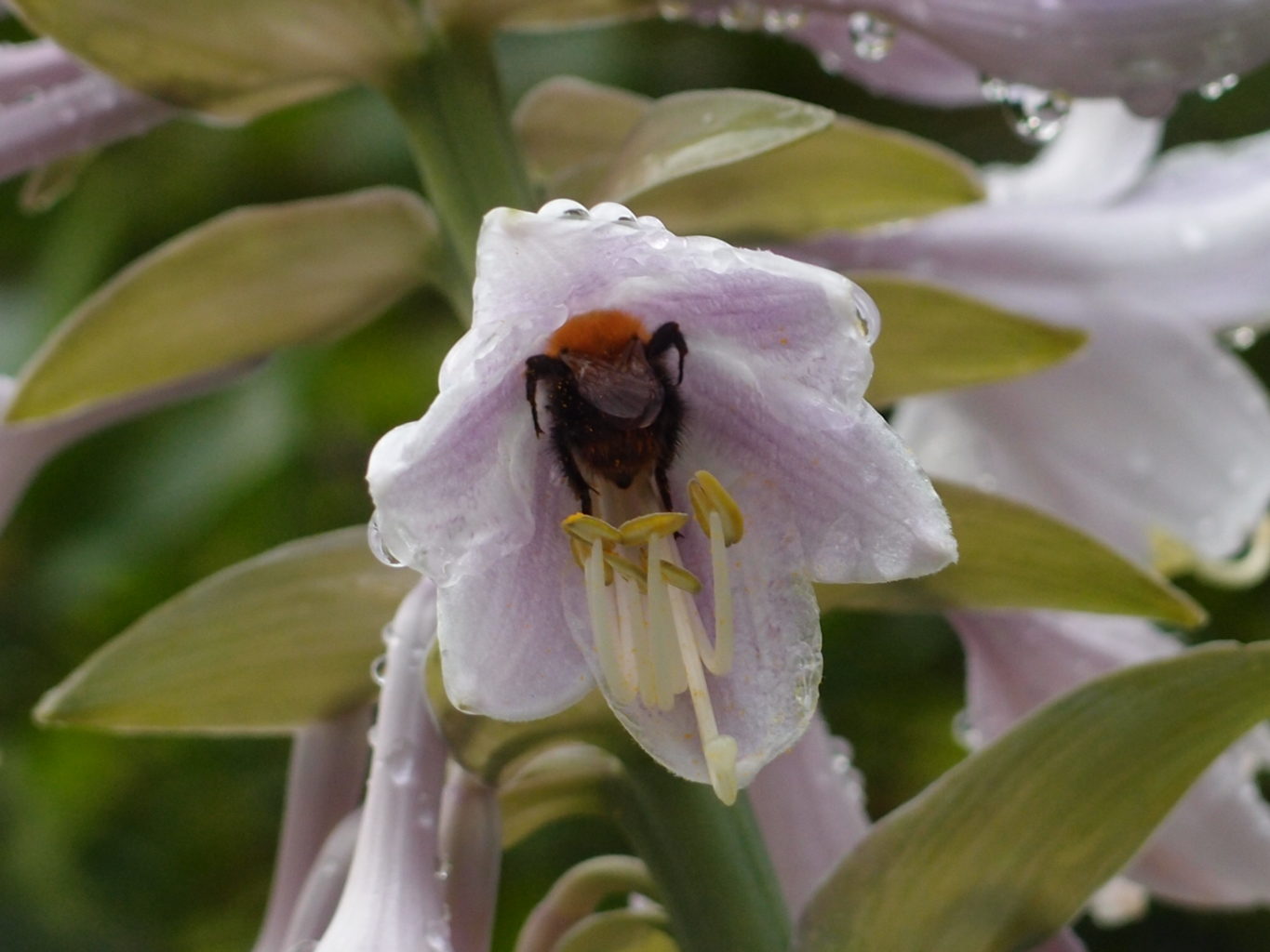 Valokuvaaja: Risto Kangassalo Valokuvaaja: Risto Kangassalo