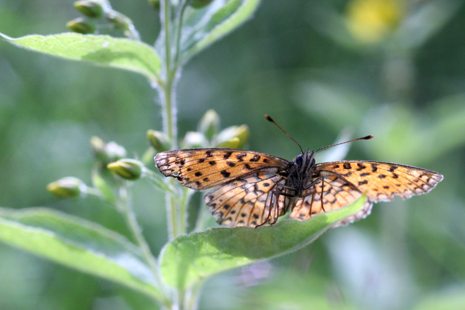 Valokuvaaja: Kalle Asikainen