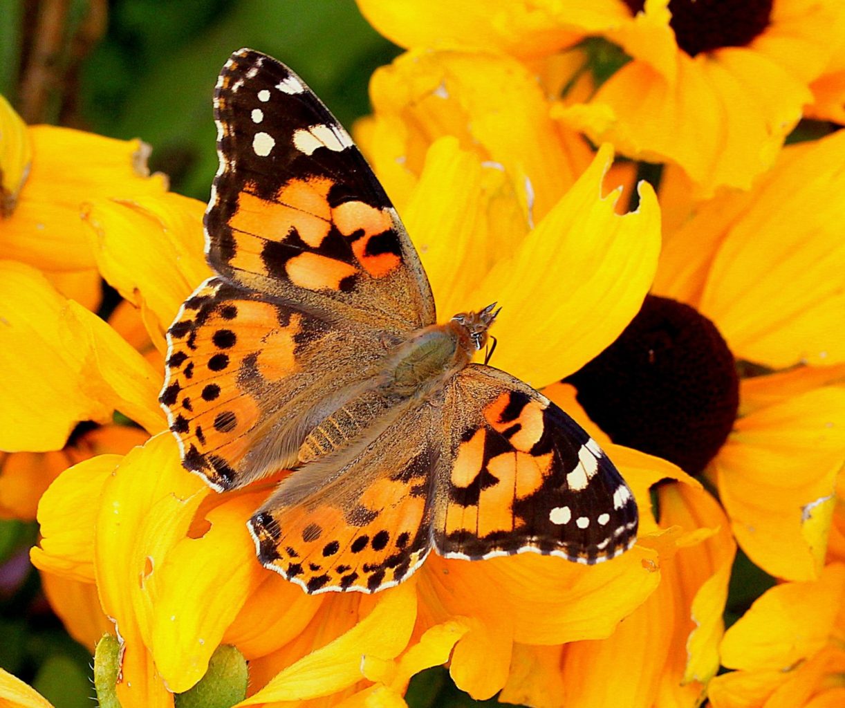 Valokuvaaja: Sirpa Jyske