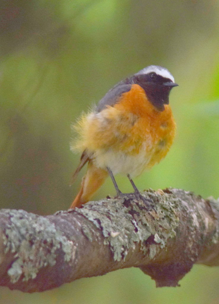 Valokuvaaja: Kaarlo Asikainen Valokuvaaja: Kaarlo Asikainen