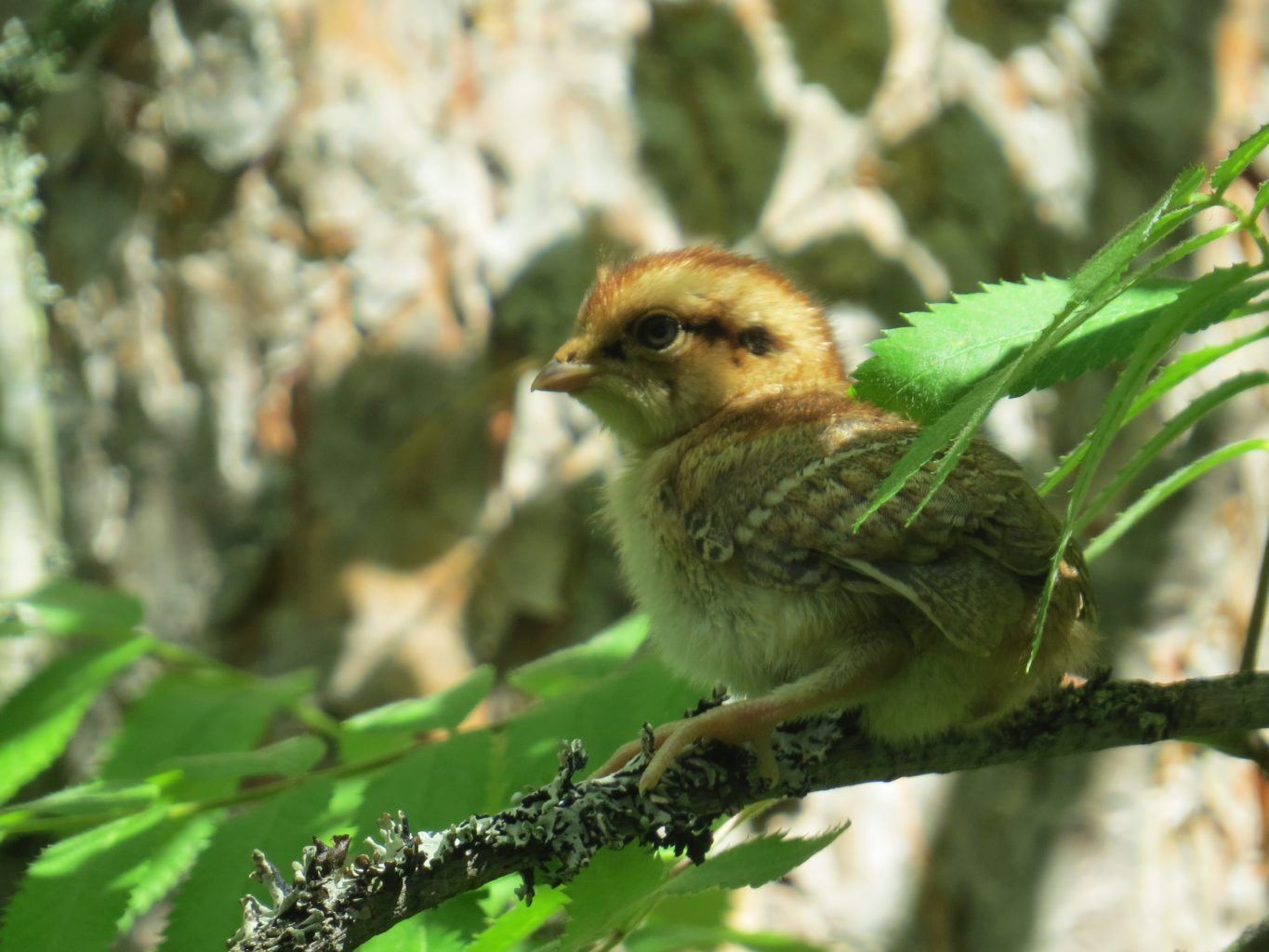 Valokuvaaja: Katri Himanen Valokuvaaja: Katri Himanen