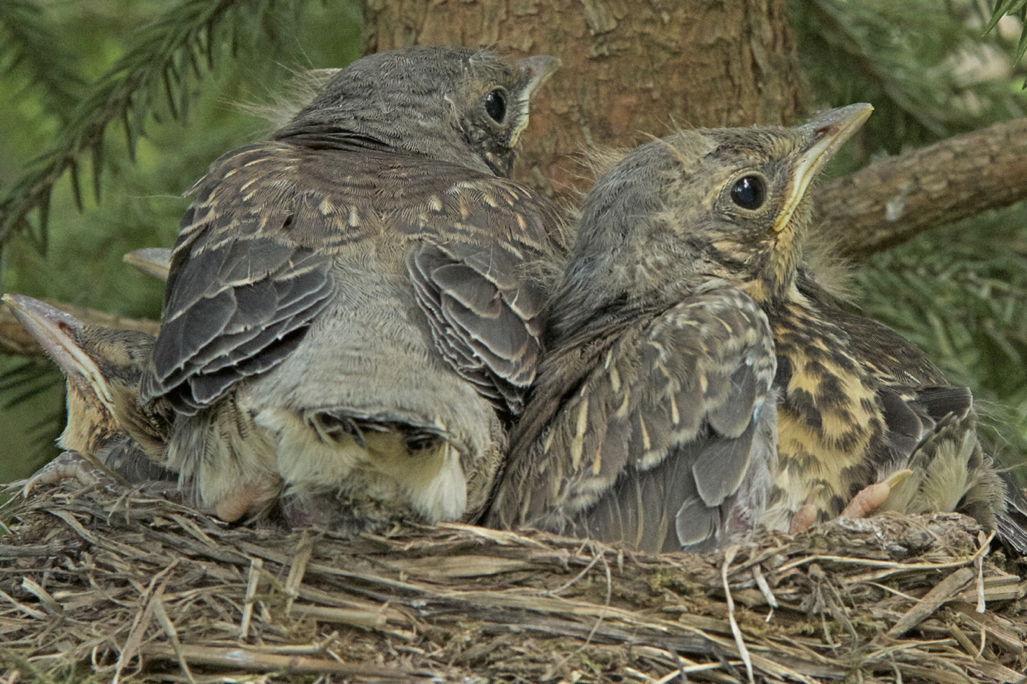 Valokuvaaja: Jarmo illanpää