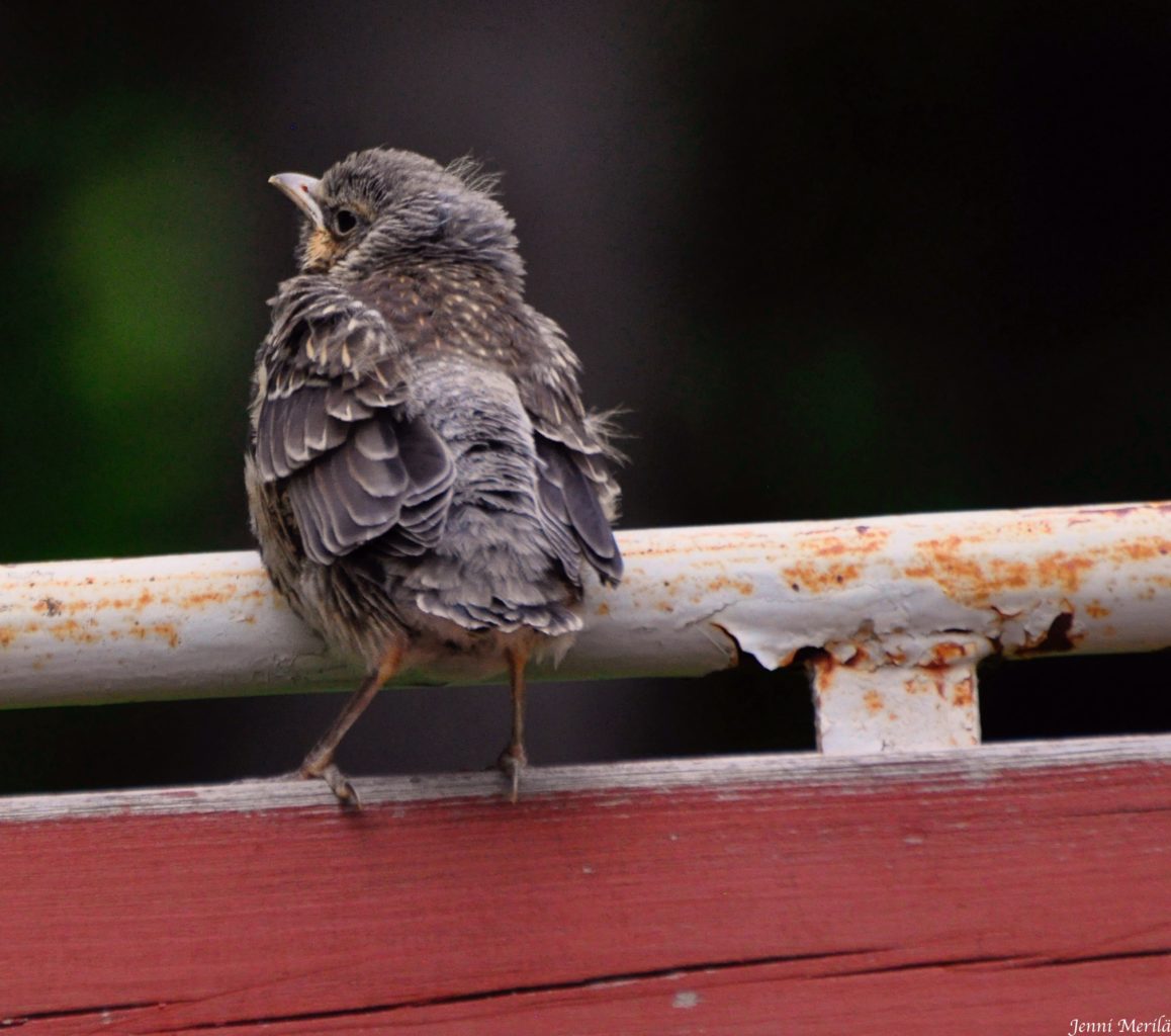 Valokuvaaja: Jenni Merilä