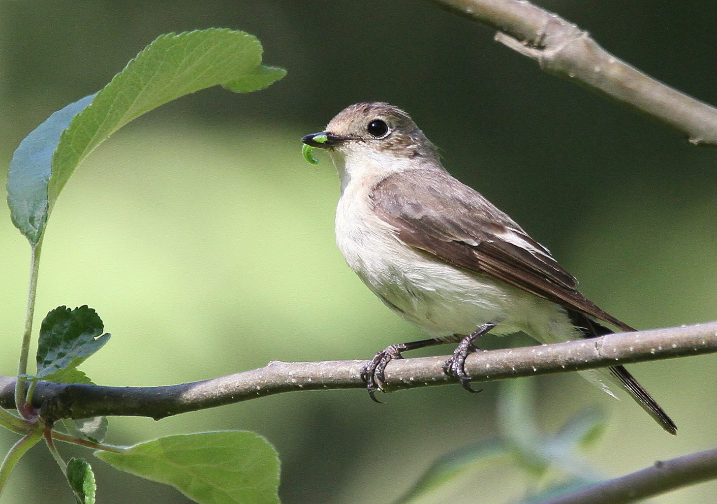 Valokuvaaja: Päivi Punta
