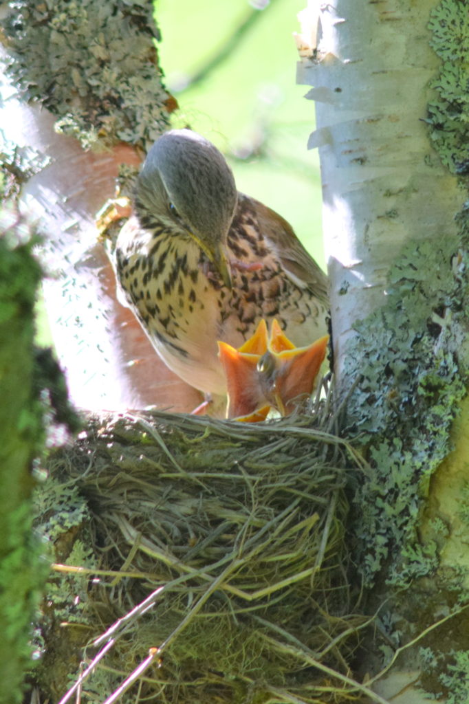 Valokuvaaja: Kaarlo Asikainen