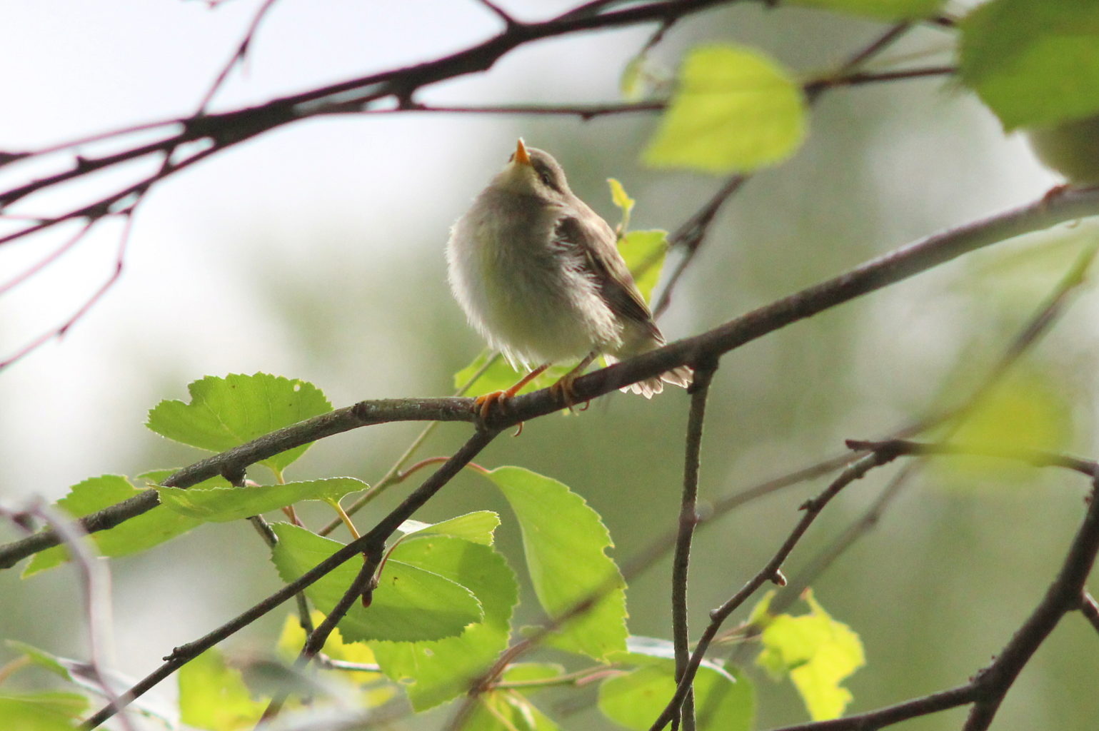 Valokuvaaja: Kalle Asikainen