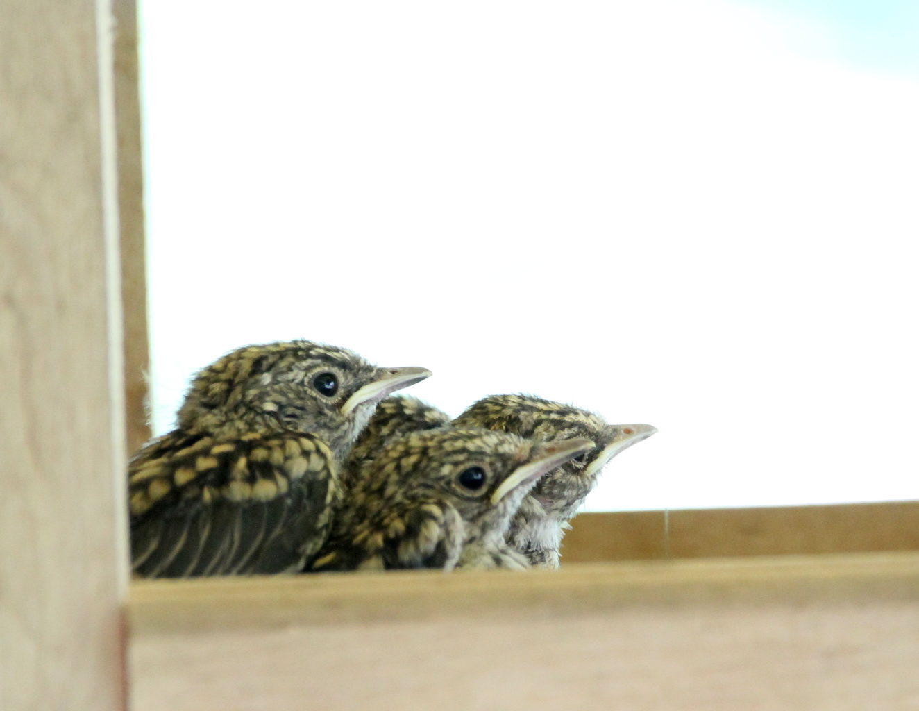 Valokuvaaja: Päivi Punta