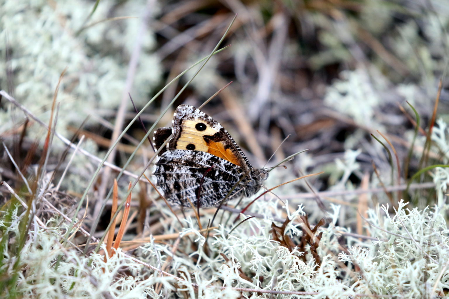 Valokuvaaja: Kari Aaltonen