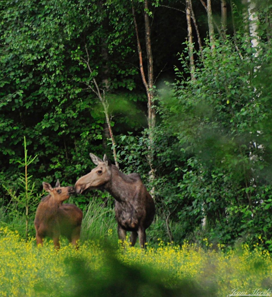 Valokuvaaja: Jenni Merilä
