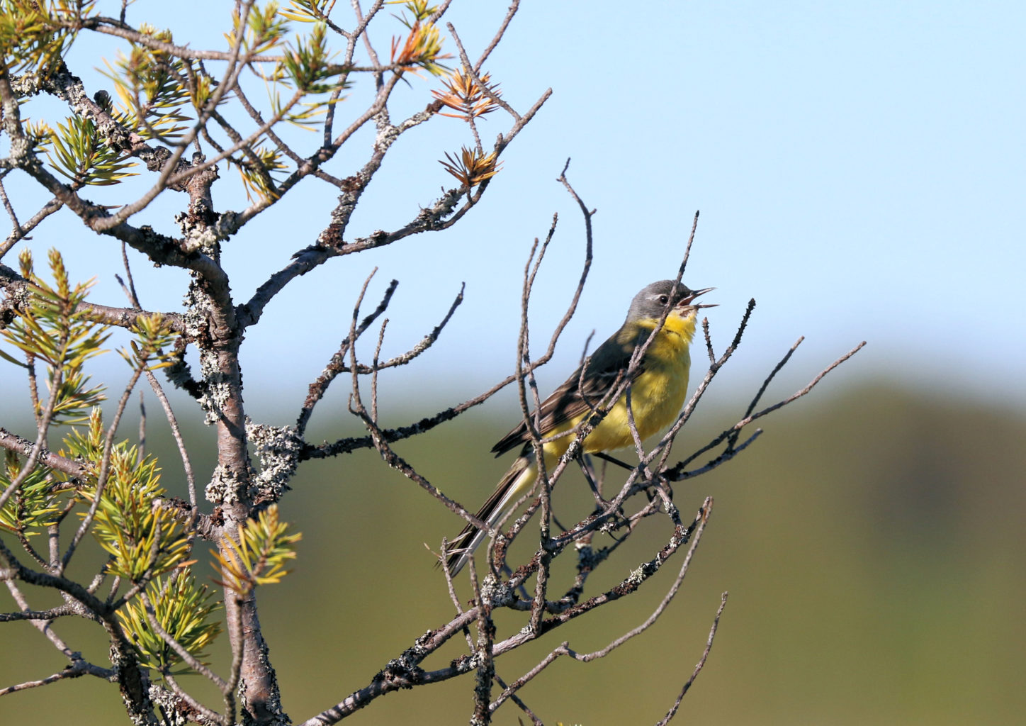 Valokuvaaja: Ahti Keränen