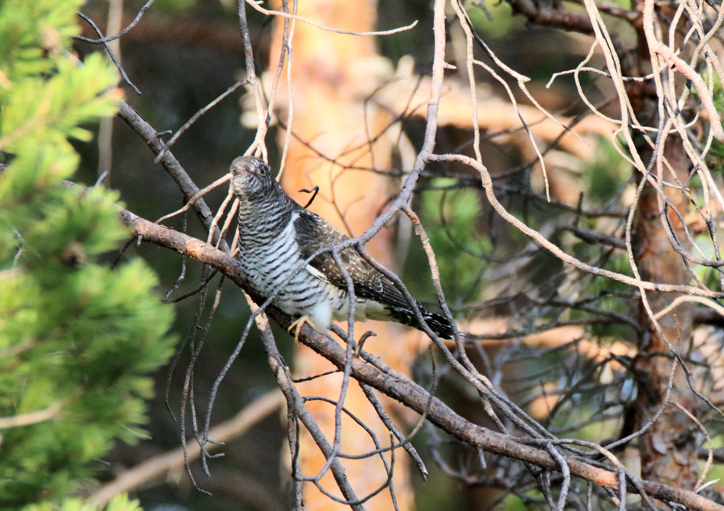 Valokuvaaja: Ahti Keränen