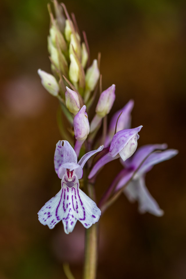 Valokuvaaja: Merja Ollikainen