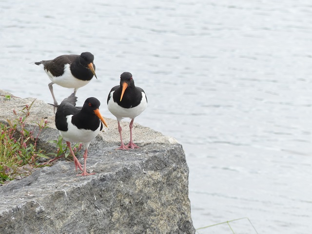 Valokuvaaja: Raili Paavola