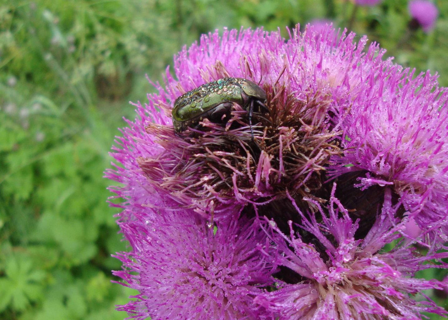 Valokuvaaja: Anja Mustamaa