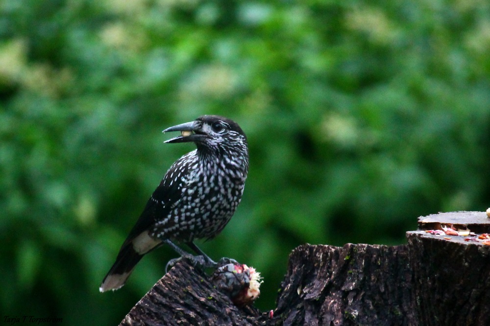 Valokuvaaja: Tarja Torpström