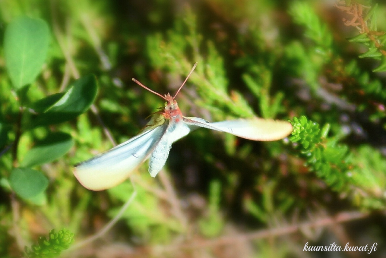Valokuvaaja: Antti Kaskinen Valokuvaaja: Antti Kaskinen