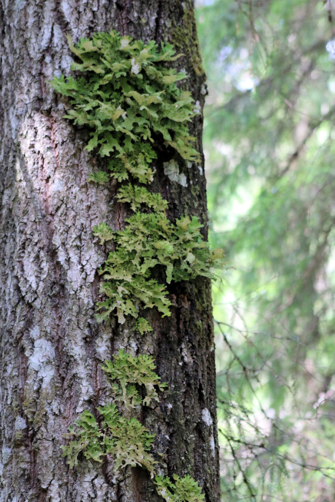 Valokuvaaja: Ahti Keränen