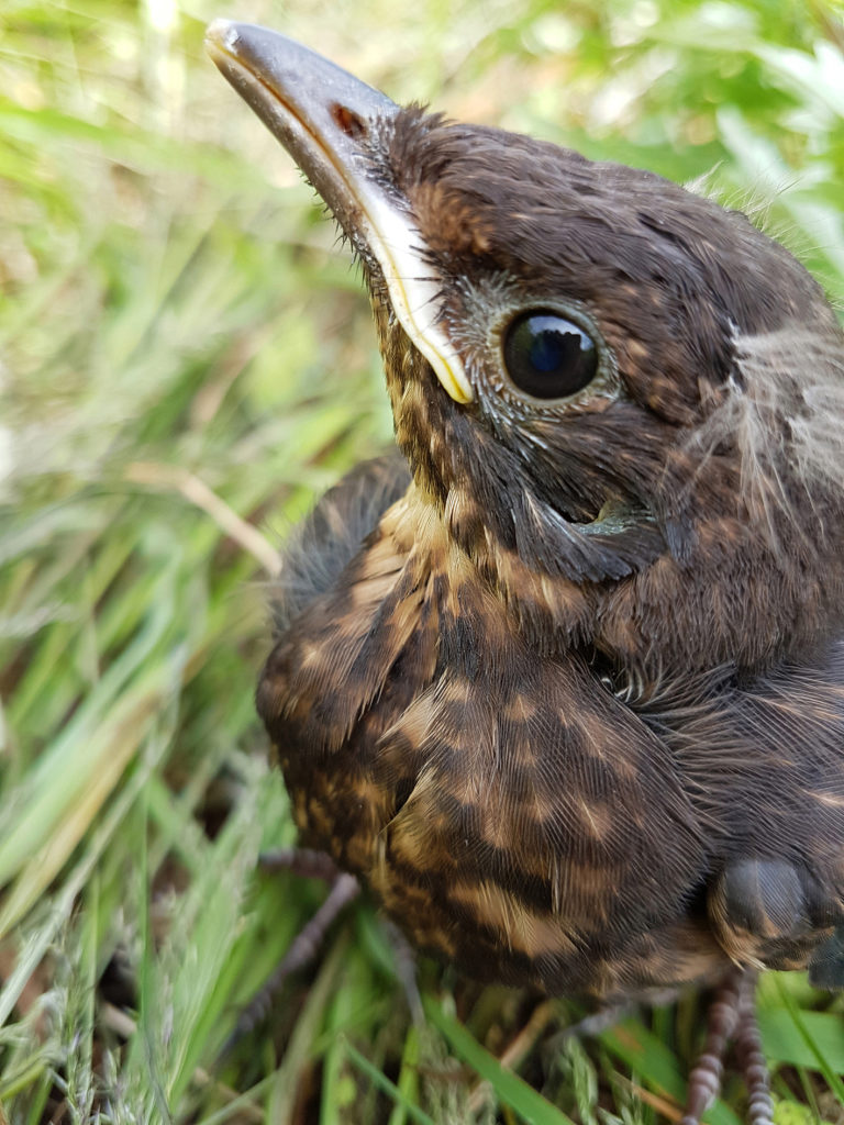 Valokuvaaja: Mirva Inkilä